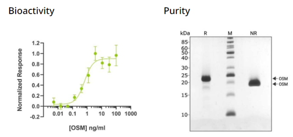 QKine重组人OSM蛋白(Qk049)，品质与价格的双重惊喜