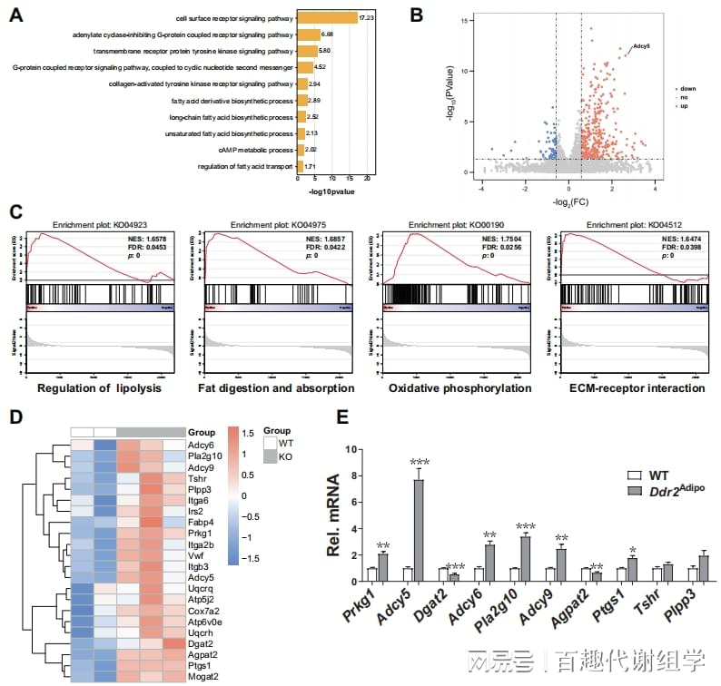 图6. Ddr2Adipo小鼠的脂解作用被激活