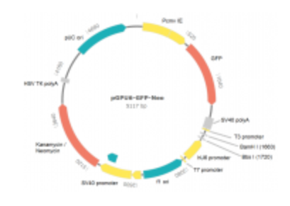 艾美捷ACE2 shRNA质粒解决方案