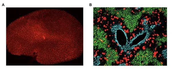 研究开发出能够长时程示踪体内细胞增殖的新技术