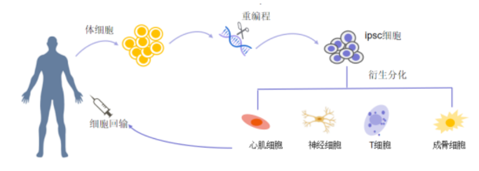诱导性多能干细胞 (iPSC)分化的小工具—细胞因子