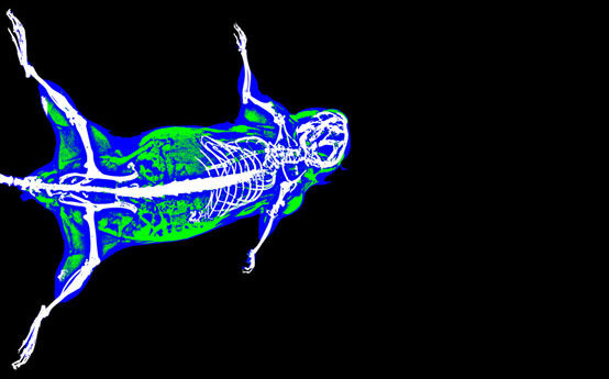动物体成分分析仪预约免费试用