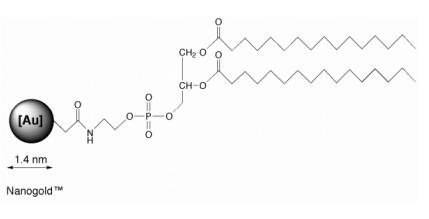 Nanoprobes 艾美捷DPPE-NANOGOLD使用说明 Nanoprobes 艾美捷DPPE-NANOGOLD使用说明