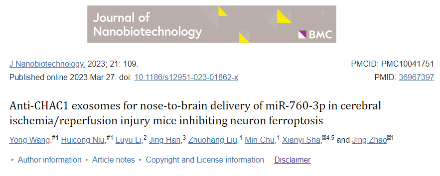【J Nanobiotechnology】10+高分文章，抗chac1外泌体在脑缺血再灌注损伤小鼠中抑制神经元铁死亡