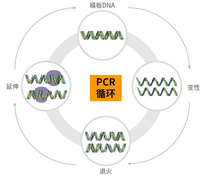 涨知识 | qPCR专场七：认识不同荧光定量PCR方法