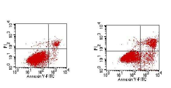 细胞凋亡化学检测方法