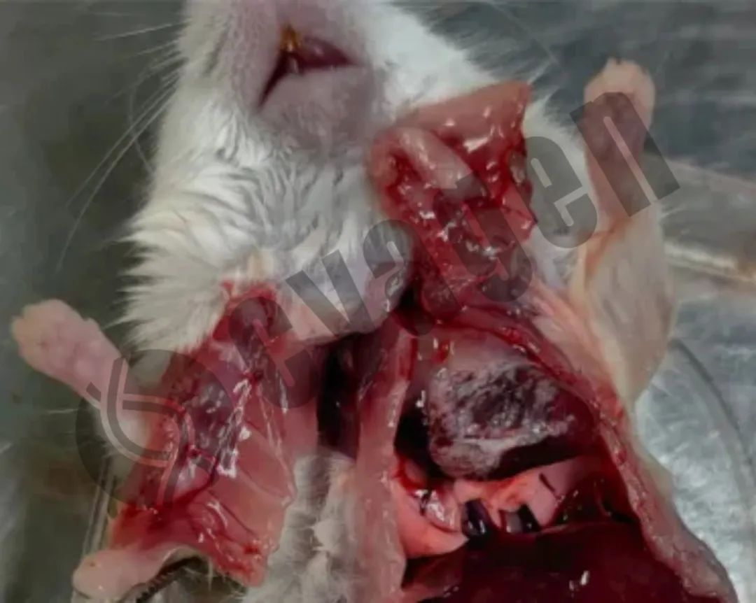 小鼠代谢和营养疾病知多少