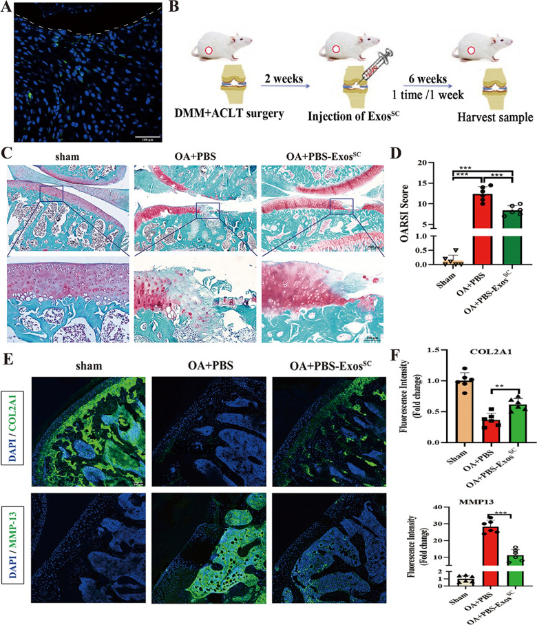 外泌体技术服务 外泌体技术服务