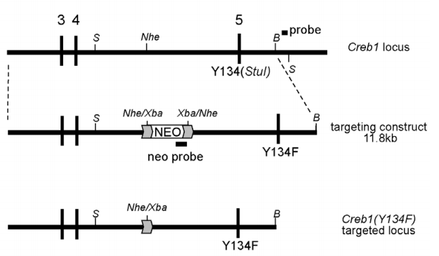 研究神经系统及肌肉再生的关键基因——Creb1基因编辑小鼠【每周一鼠】