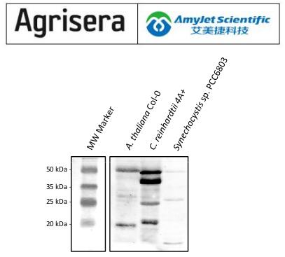 艾美捷 Agrisera丨CGL78 | YCF54说明书 艾美捷 Agrisera丨CGL78 | YCF54说明书