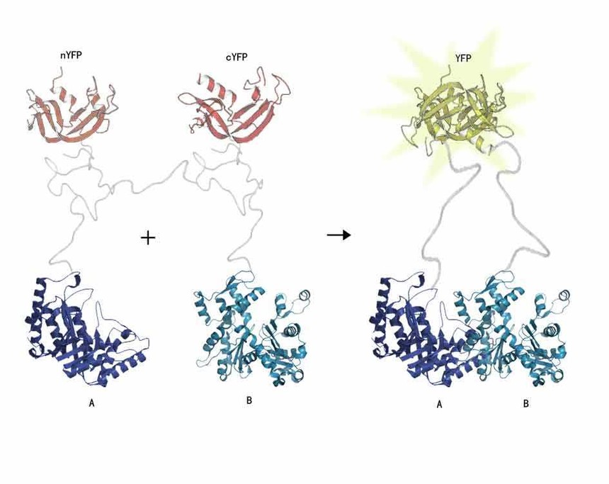 双分子荧光互补