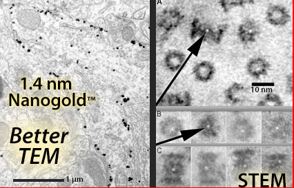 艾美捷纳米金标记试剂,荧光偶联的多功能性 艾美捷纳米金标记试剂,荧光偶联的多功能性
