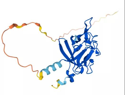 Fgf20基因编辑小鼠