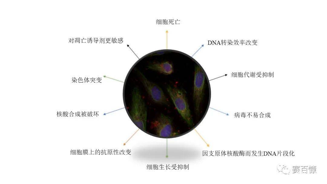 细胞出现支原体污染产生的影响和清除服务有哪些？