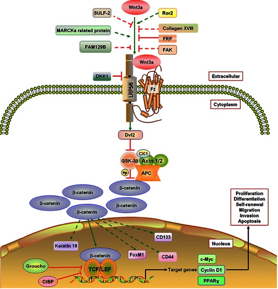 高活性Wnt3a，经多种类器官培养验证