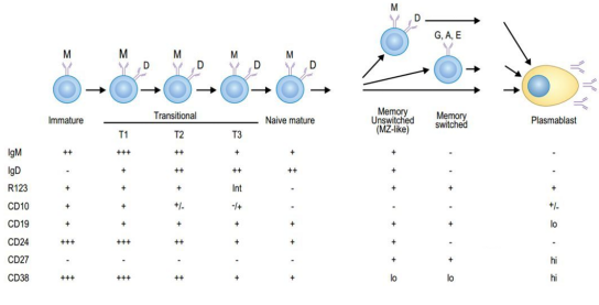 多色流式细胞术如何筛选抗体分泌B细胞