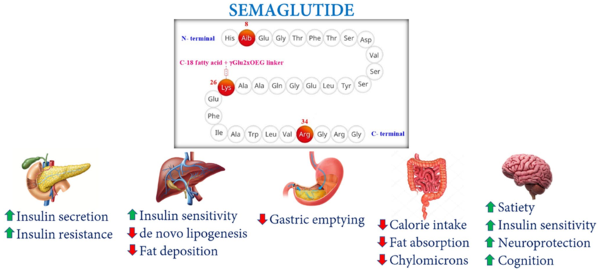 司美格鲁肽的临床前动物模型