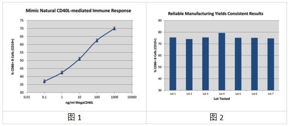 艾美捷人重组MEGACD40L蛋白(可溶性)实例展示 艾美捷人重组MEGACD40L蛋白(可溶性)实例展示