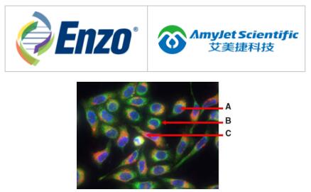 Enzo Life Sciences艾美捷ORGANELLE-ID-RGB ®试剂 I说明 Enzo Life Sciences艾美捷ORGANELLE-ID-RGB ®试剂 I说明