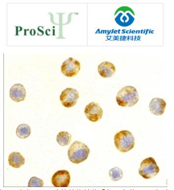 ProSci 艾美捷RAIDD抗体参考说明书 ProSci 艾美捷RAIDD抗体参考说明书
