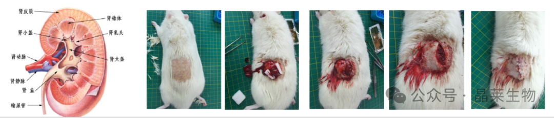 1709541705740318.png 新闻图片9