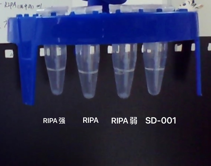 WB样品制备大揭秘，不同裂解液，不同方法结果报告出炉！