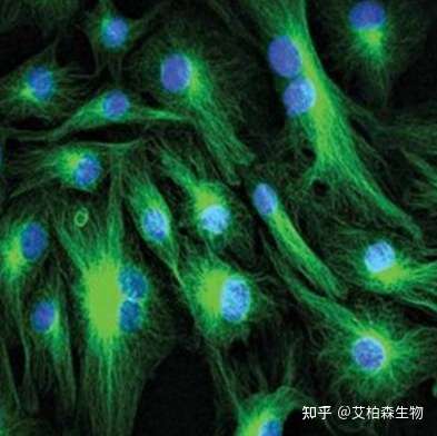 做实验不会制备细胞爬片怎么行?