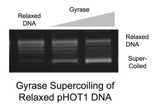 TopoGEN大肠杆菌DNA旋转酶促销中 TopoGEN大肠杆菌DNA旋转酶促销中