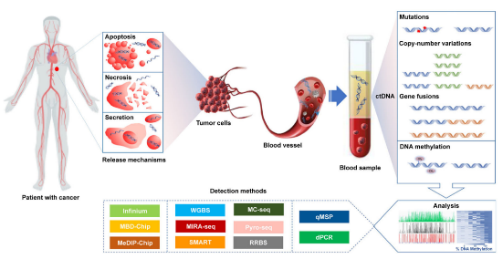 重磅！肿瘤早筛新利器，翌圣发布甲基化建库完整解决方案