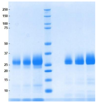 Athens阿祖蛋白（阳离子蛋白37）限时抢，错过无期！