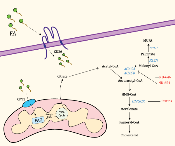 抑制癌细胞特有的限速生脂酶研究进展