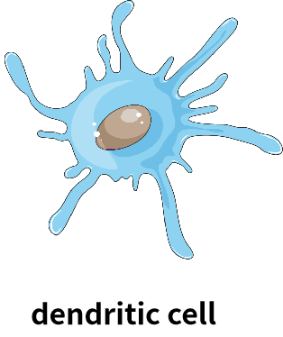 DC细胞.png
