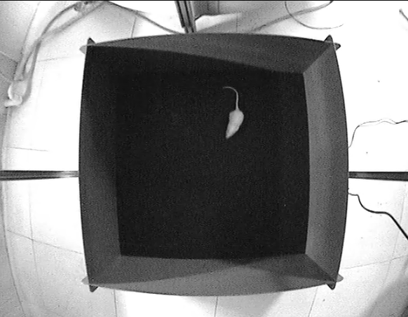 做实验动物疾病模型，云克隆是认真的