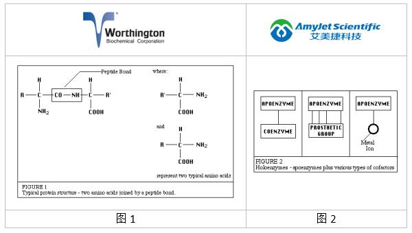 worthington酶丨worthington酶的化学性质简介