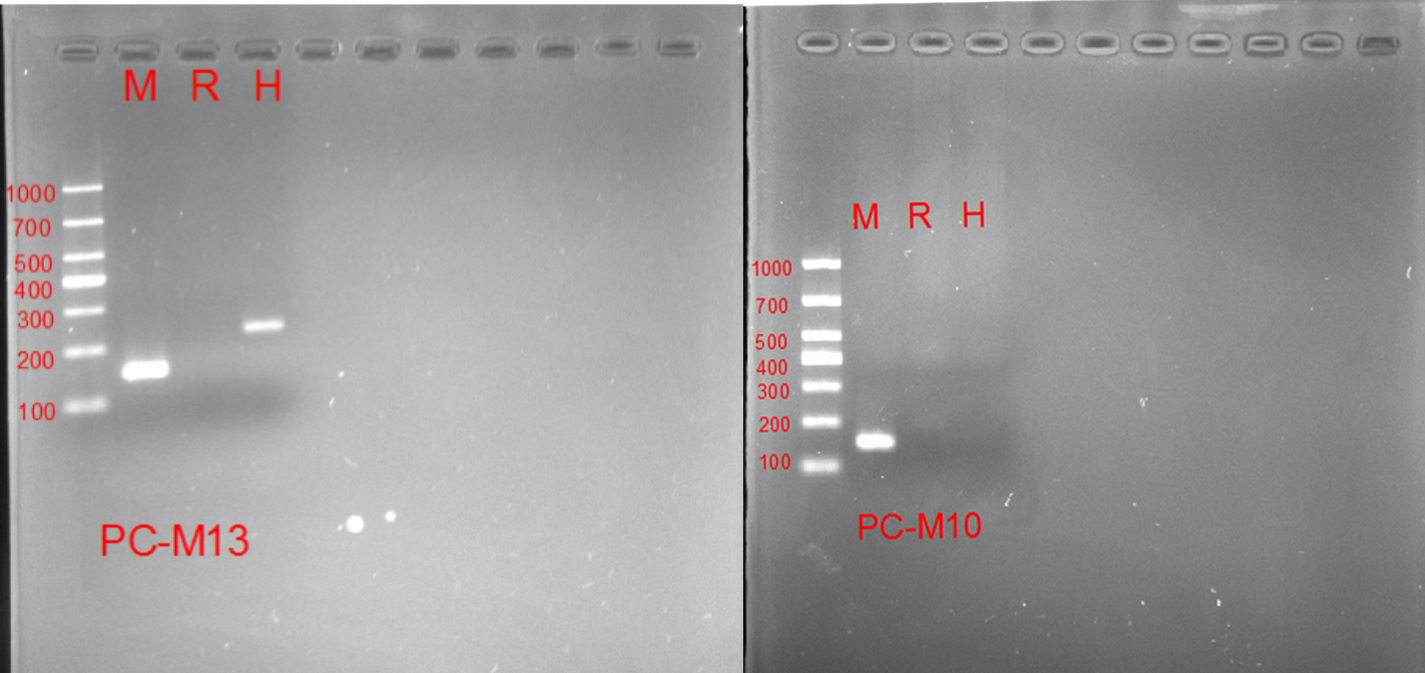 为什么要进行细胞系鉴定？