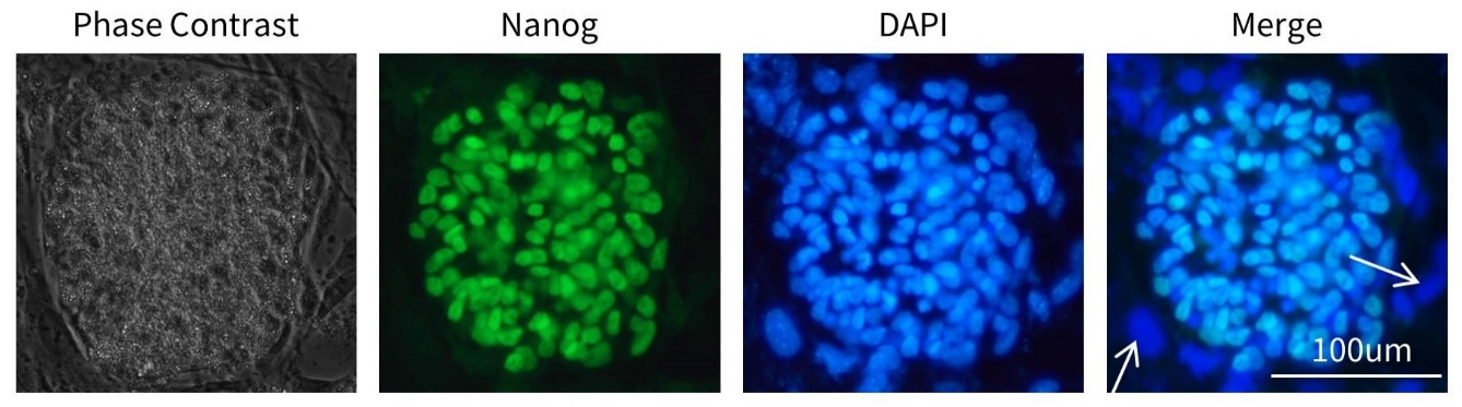 12种多能干细胞荧光检测试剂盒来了