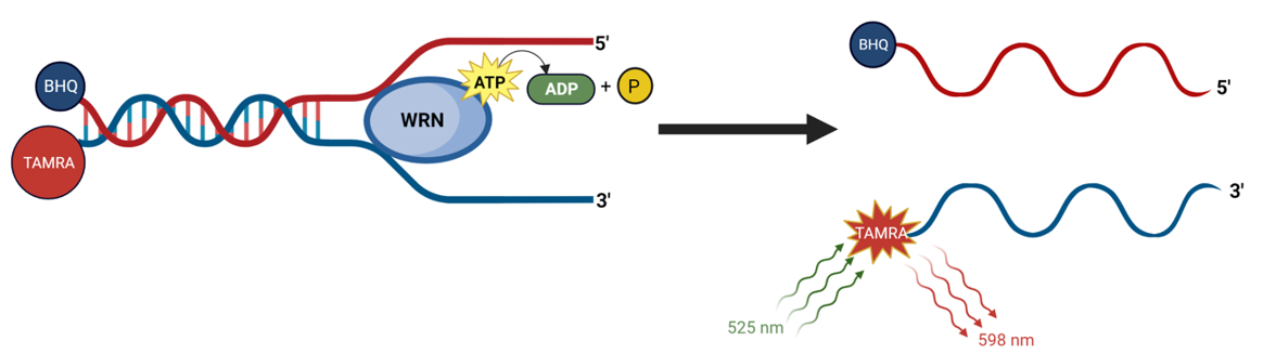 合成致死靶标WRN在DNA修复和肿瘤中的意义
