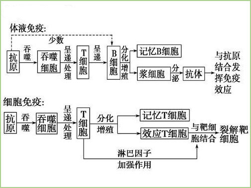 多色实验案例： 两个多色panel分析小鼠乳腺中的先天性和适应性免疫细胞