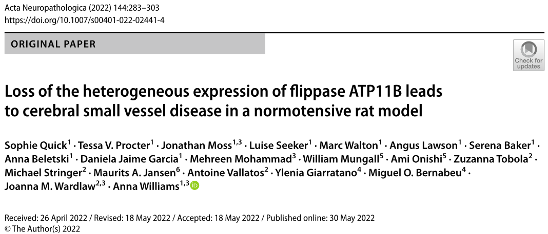 没有高血压，脑小血管病还是会发生——爱丁堡大学科研团队发现与翻转酶ATP11B有关
