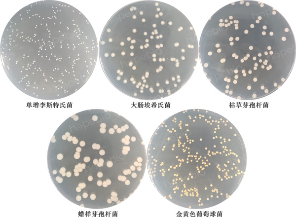 TGE琼脂培养基的原理和使用方法(青岛海博生物原创)