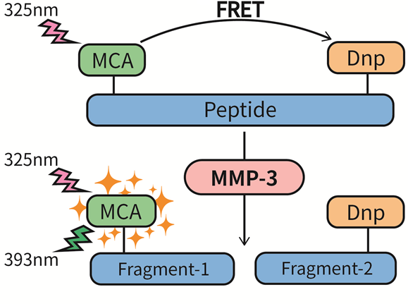 基质金属蛋白酶3 (MMP-3)抑制剂筛选/活性荧光检测试剂盒