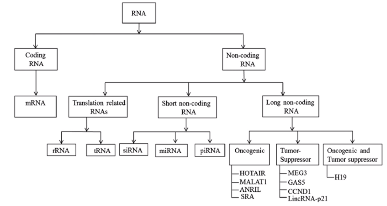 开工大吉 | miRNA引物送不停！！