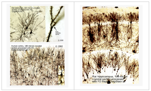 中英文说明书丨艾美捷FD快速高尔基法染色试剂盒 中英文说明书丨艾美捷FD快速高尔基法染色试剂盒