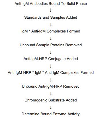 艾美捷 IgM (大鼠) ELISA试剂盒实验原理 艾美捷 IgM (大鼠) ELISA试剂盒实验原理