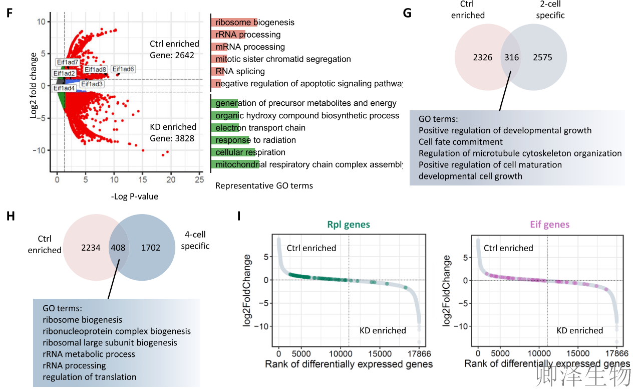 【翻译图谱】 | 解码生命最初48小时：科学家首次绘制小鼠胚胎发育翻译组高清图谱