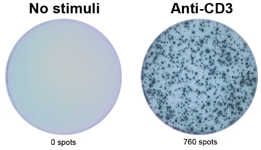 ELISpot Flex:人IFN-γ(HRP)限时促销低价抢！