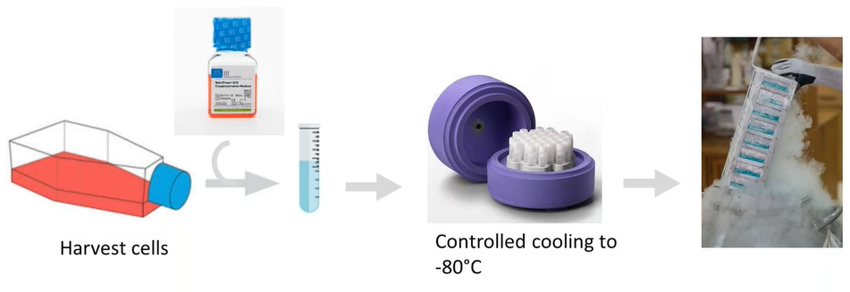 细胞冻存知多少~