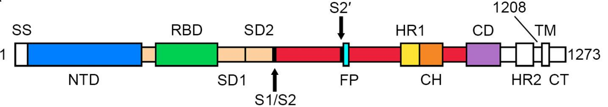 优品推荐｜ARS-CoV-2 (2019-nCoV) Spike蛋白（S蛋白）