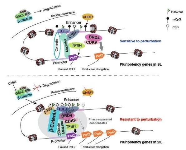 Wnt/β-catenin信号通路可以诱导白血病细胞系THP1对BRD4抑制剂的抗性