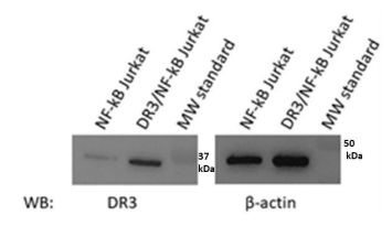 TL1A响应型荧光素酶报告基因Jurkat细胞系，优惠信息速递！